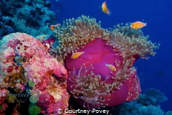 A wonderful shot of some anenome in Palau when i went on ... by Courtney Povey 